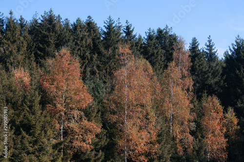 Herbstlich gef  rbter Wald