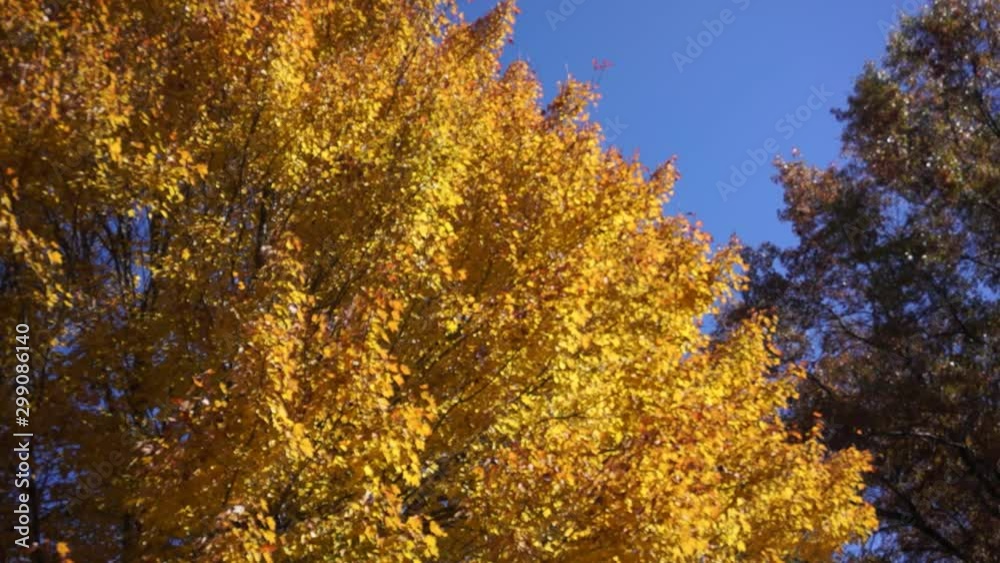 yellow leaves on trees