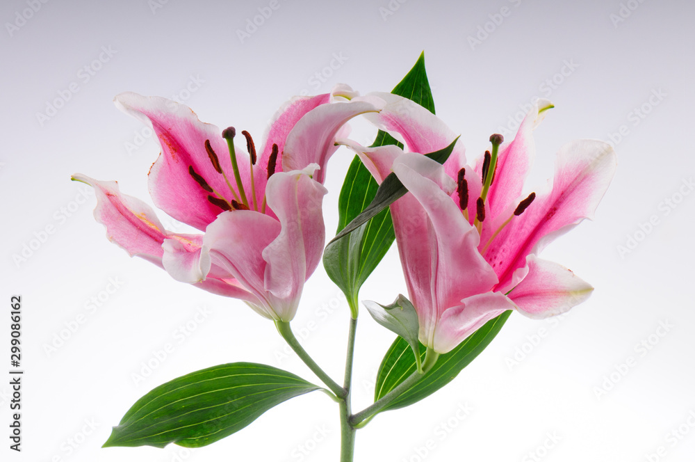 Two pink lily flower heads Two pink lily flower heads