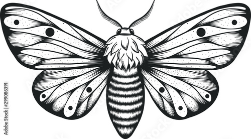  moth, sketch style butterfly illustration, vector illustration isolated on white, tattoo design