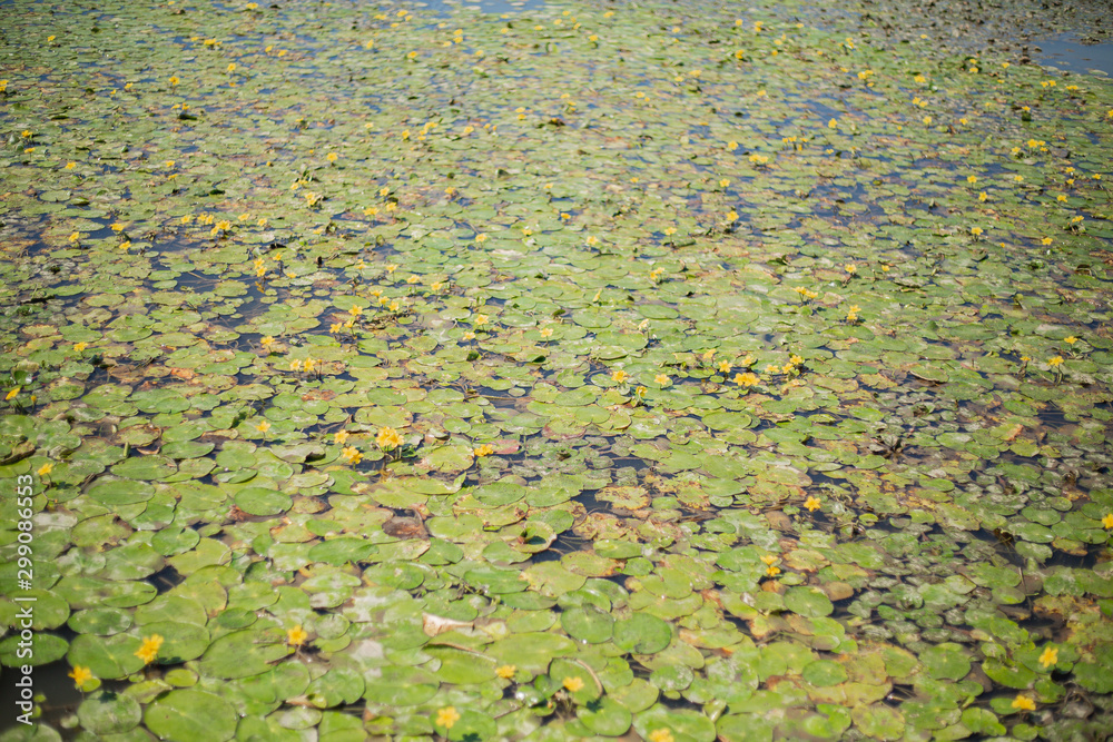water lily in pond water lily in pond