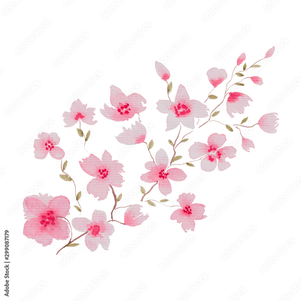 watercolor cherry blossom branch isolated on white, floral illustration with sakura pink flowers