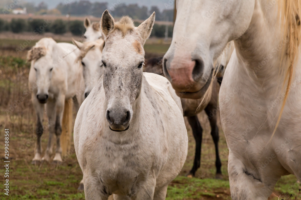 Lusitan Horse herd in the wild - mare and calf - Portugal - Golega Lusitan Horse herd in the wild - mare and calf - Portugal - Golega
