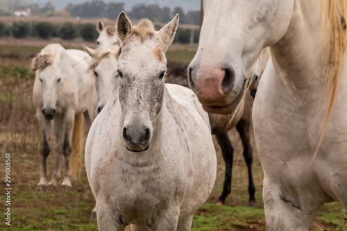 Fototapeta Naklejka Na Ścianę i Meble -  Lusitan Horse herd in the wild - mare and calf - Portugal - Golega