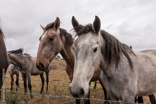 Lusitan Horse herd in the wild - mare and calf - Portugal - Golega © WildGlass Photograph