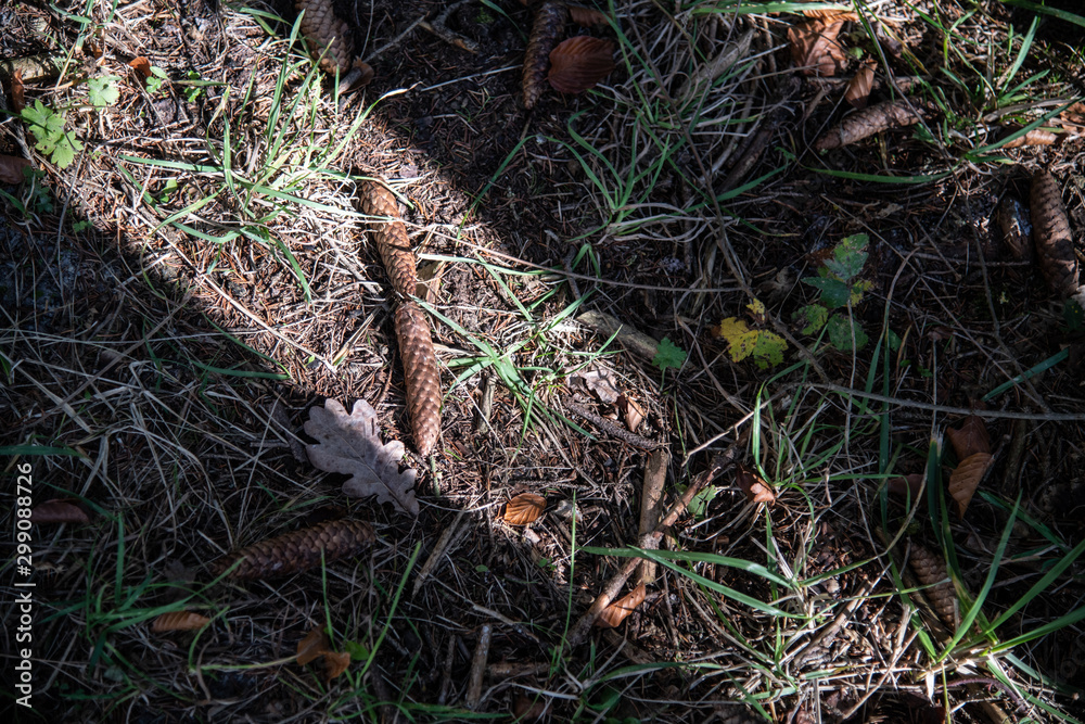 Nadelbaumzapfen auf dem Waldboden Nadelbaumzapfen auf dem Waldboden