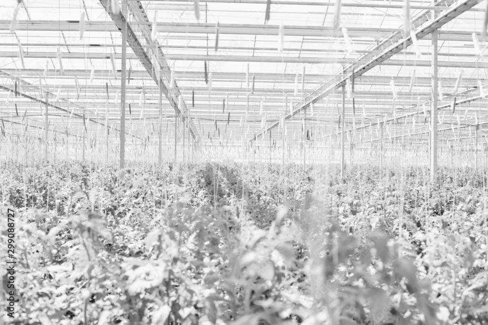 Fototapeta premium Black and white photo of tomatoes growing in greenhouse