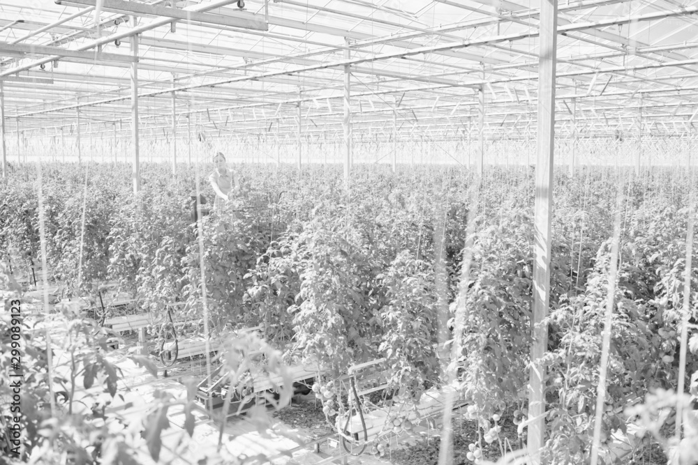 Black and white photo of tomatoes growing in greenhouse