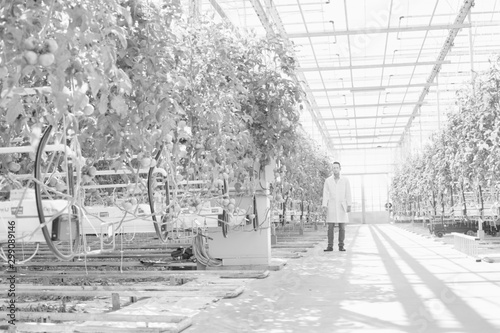 Black  and white photo of male crop scientist walking in greenhouse