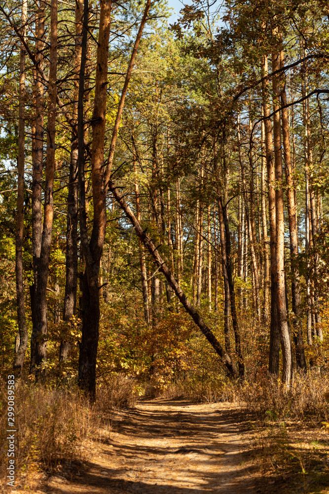 scenic autumnal forest with wooden trunks and path in sunlight scenic autumnal forest with wooden trunks and path in sunlight