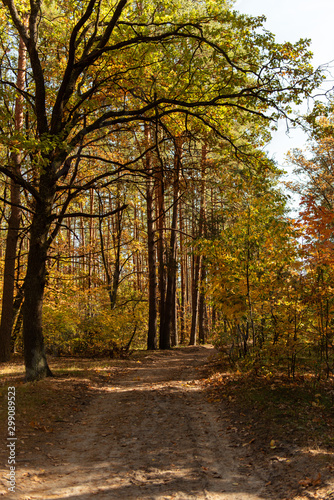 scenic autumnal forest with wooden trunks and path in sunlight