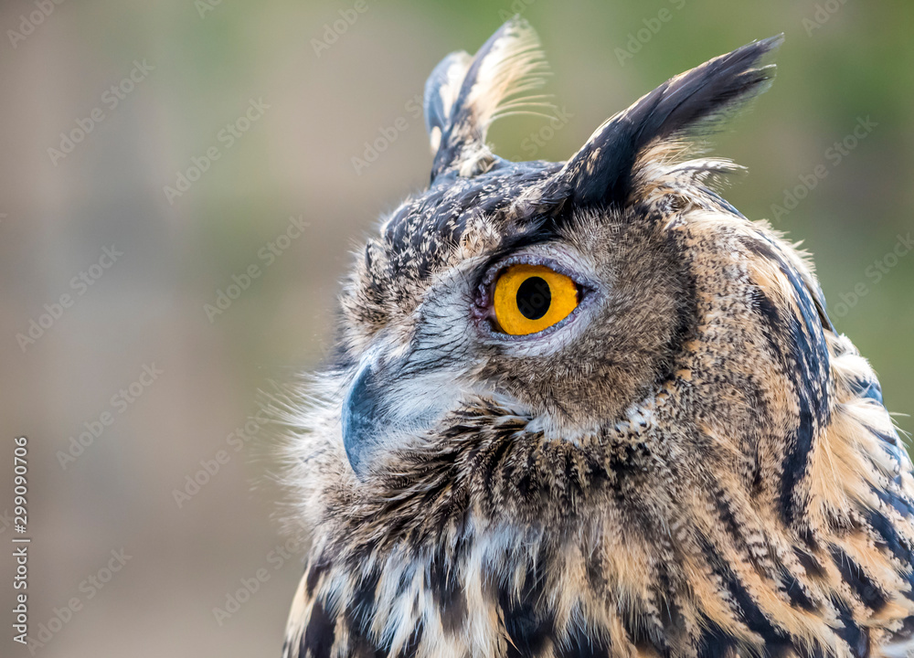 Fototapeta premium owl