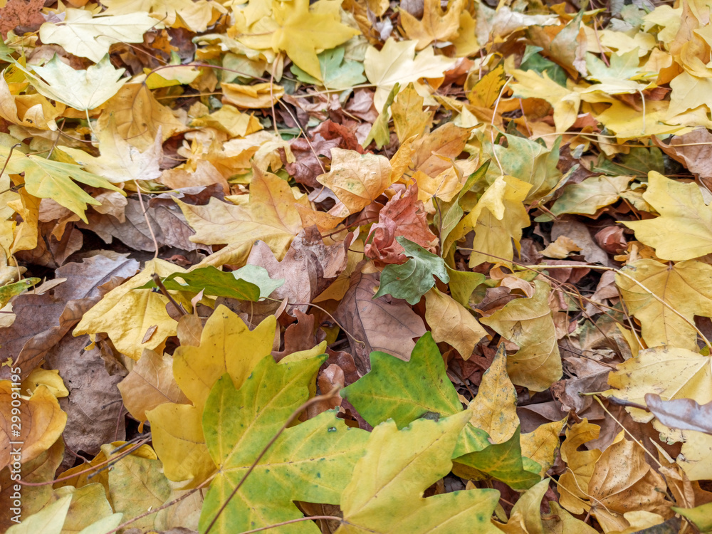 Autumn leaves are red yellow and green. Beautiful Autumn Background. Autumn leaves are red yellow and green. Beautiful Autumn Background.