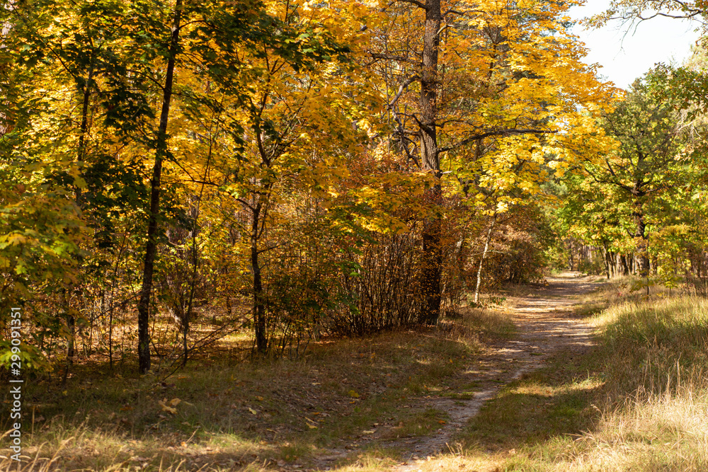 scenic autumn forest with golden foliage and path in sunlight