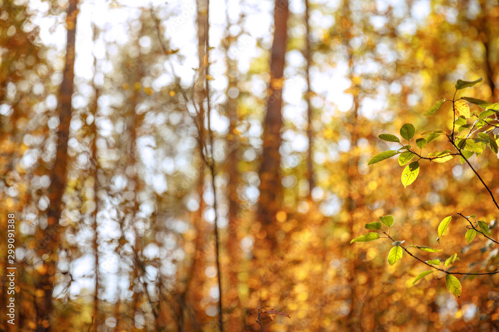 selective focus of trees with yellow and green leaves in autumnal park at day selective focus of trees with yellow and green leaves in autumnal park at day