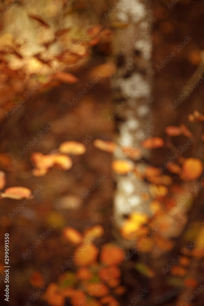 selective focus of trees with yellow leaves in autumnal park at day selective focus of trees with yellow leaves in autumnal park at day
