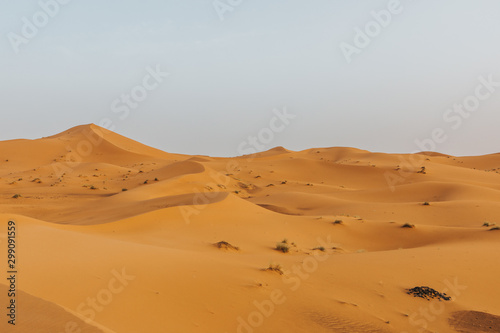 Beautiful landscape of orange desert in Africa  with sand dunes and horizon.