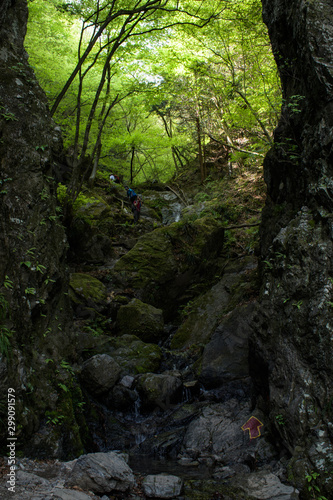 棒ノ嶺（棒ノ折山）の登山道