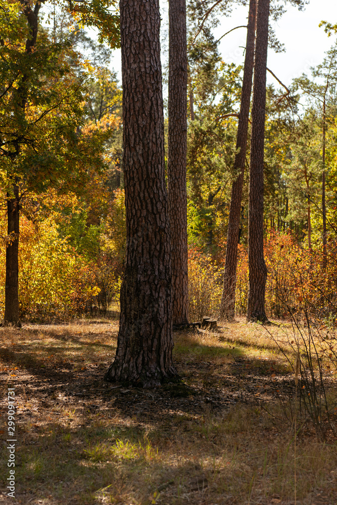 picturesque autumnal forest with wooden tree trunks in sunlight picturesque autumnal forest with wooden tree trunks in sunlight