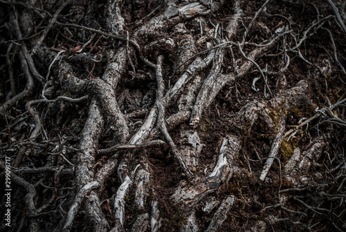 Intertwinedroots of a tree in a dark forest. Selective focus. Dark mystery magical background