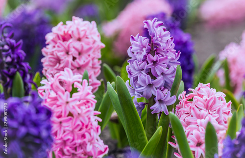 Large flower bed with multi-colored hyacinths, traditional easter flowers, flower background, easter background	 photo