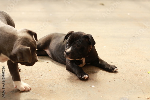 cute young 6 week old Staffordshire terrior pups playing in their family backyard, having fun with their siblings.
