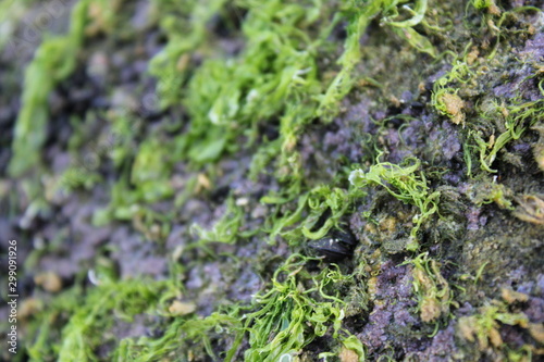  moss on sea stone 