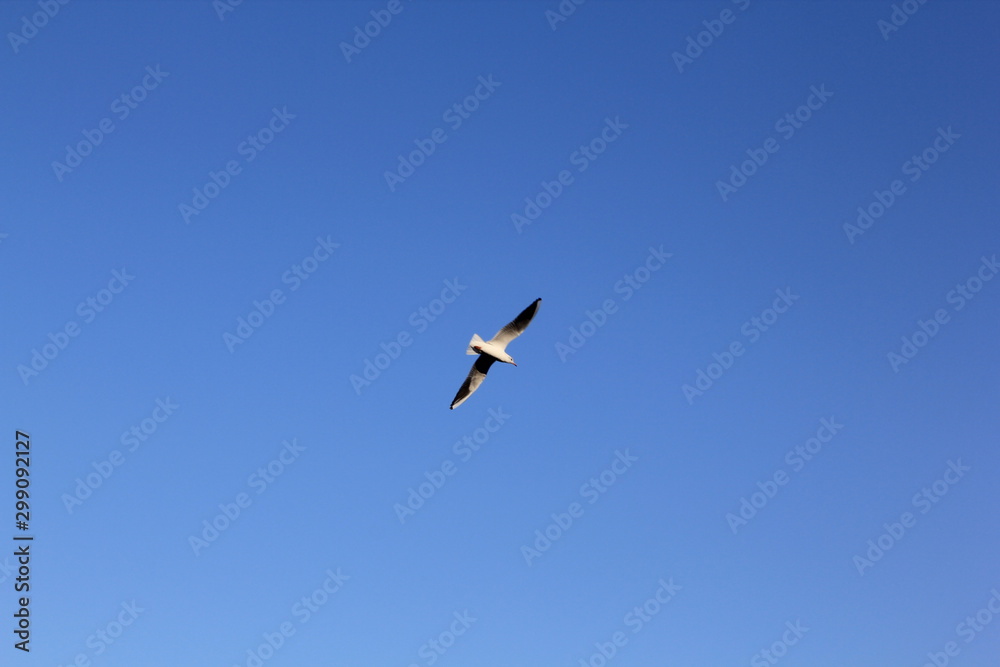 seagull in flight seagull in flight