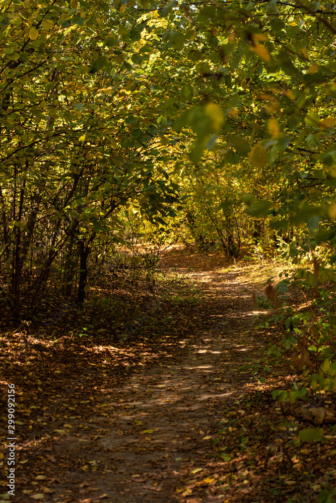 picturesque autumnal forest with golden foliage and path in sunlight picturesque autumnal forest with golden foliage and path in sunlight