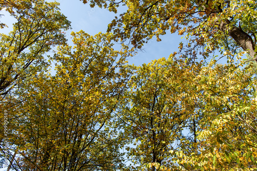 autumnal tree with golden foliage on blue sky background in sunlight autumnal tree with golden foliage on blue sky background in sunlight