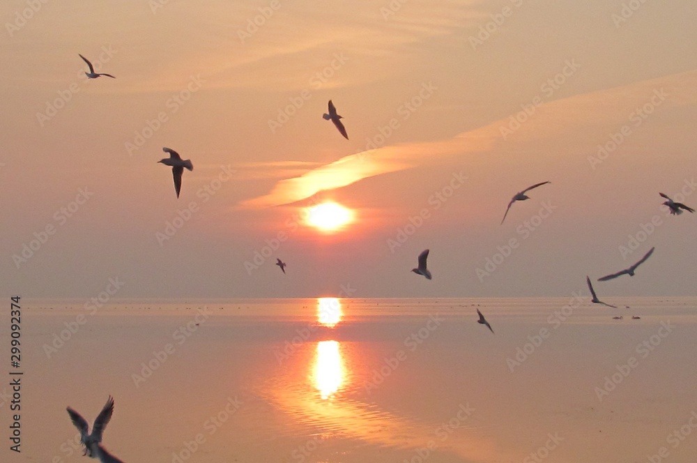 sunset and seagulls flying low over the sea of autumn evening sunset and seagulls flying low over the sea of autumn evening