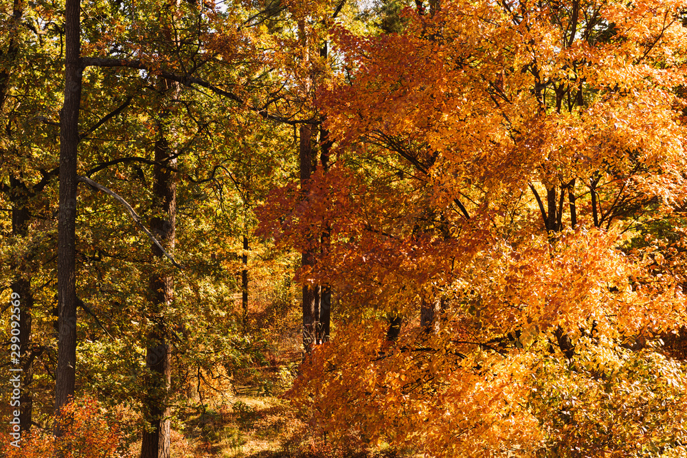 picturesque autumnal forest with golden foliage in sunlight