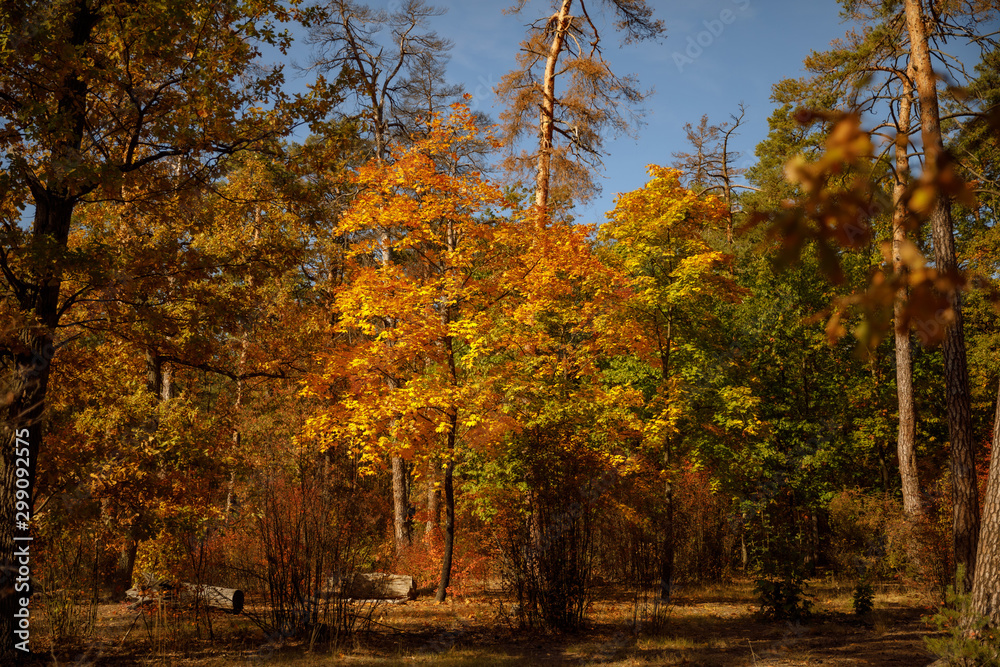 Naklejka premium trees with yellow and green leaves in autumnal park at day
