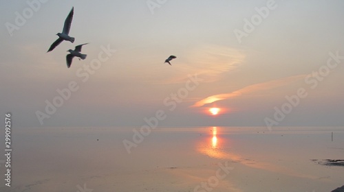 flight of seagulls over the sea at sunset in the autumn evening