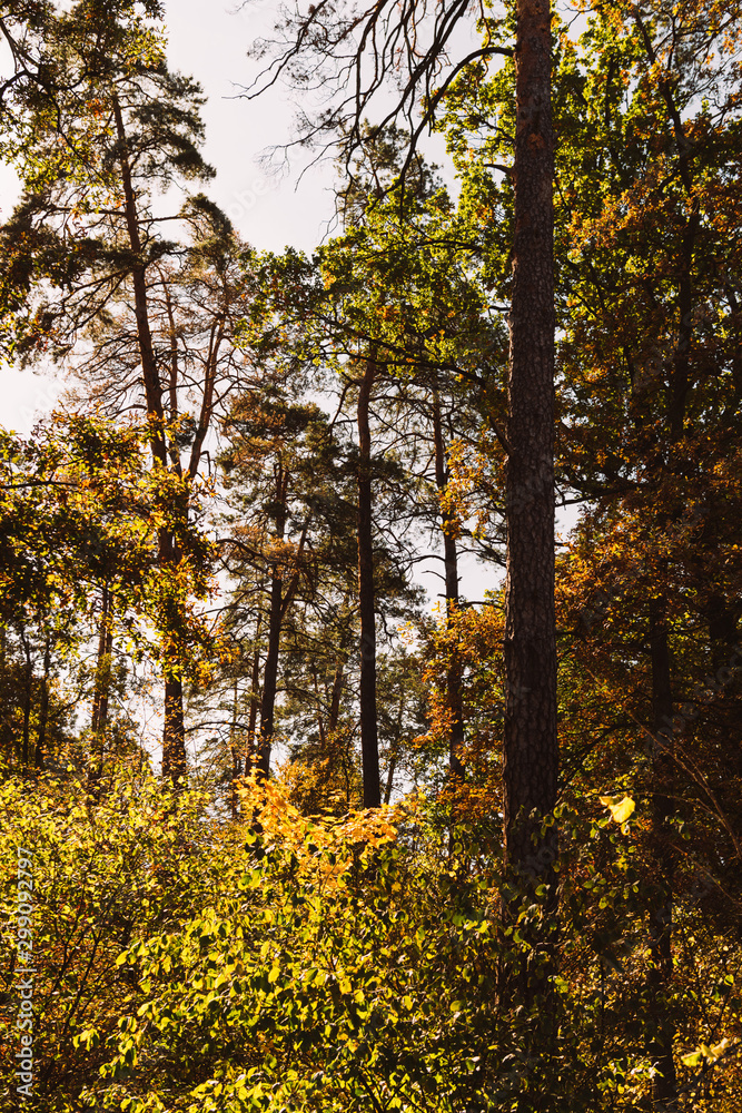 Fototapeta premium scenic autumnal forest with high trees and golden foliage in sunlight
