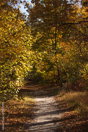 Scenic autumnal forest with golden foliage and path in sunlight