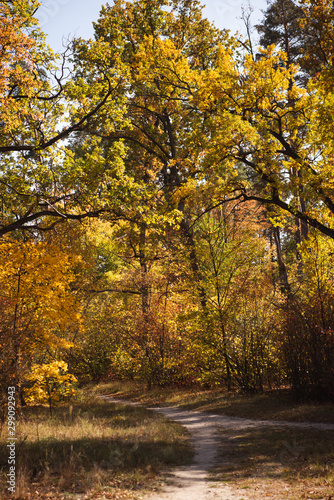 scenic autumnal forest with golden foliage and trail in sunlight