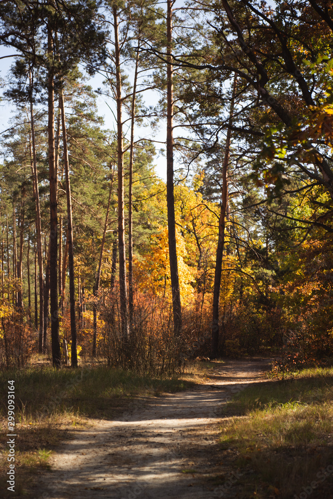 Obraz premium scenic autumnal forest with golden foliage and path in sunlight
