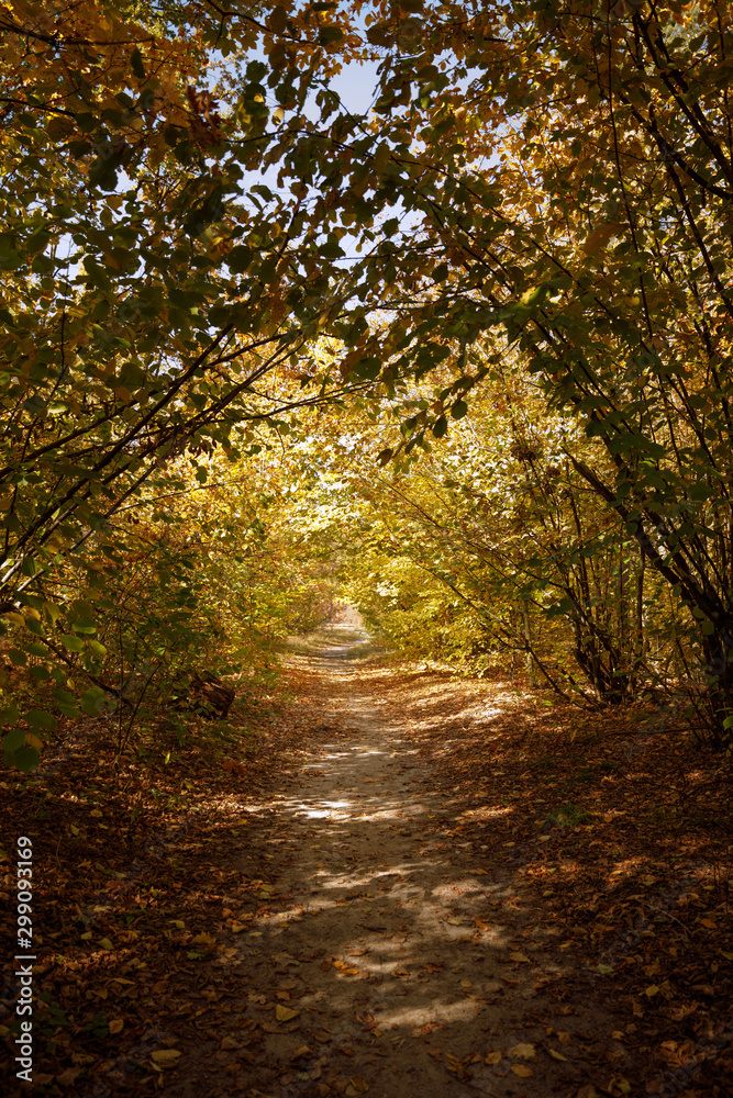 trees with yellow and green leaves in autumnal park at day trees with yellow and green leaves in autumnal park at day
