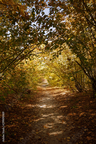 trees with yellow and green leaves in autumnal park at day