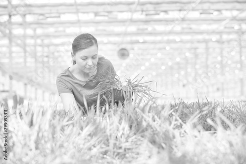 Mid adult female botanist examining herb seedlings in plant nursery