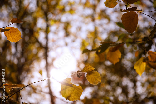 selective focus of trees with yellow leaves in autumnal park at day