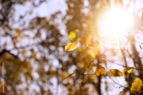 selective focus of trees with yellow leaves and sun in autumnal park at day © LIGHTFIELD STUDIOS