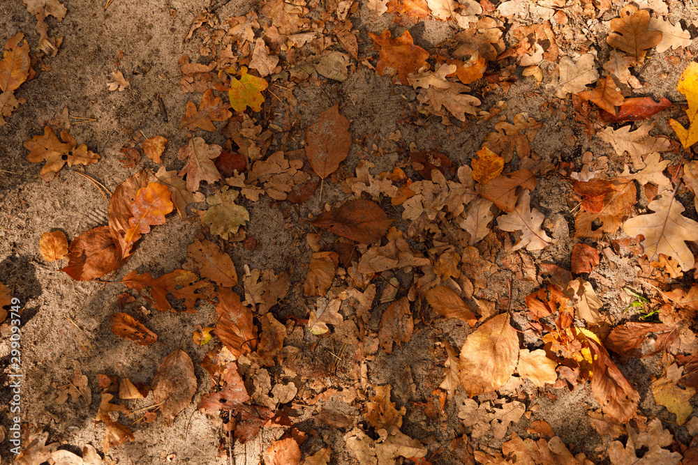top view of yellow and dry leaves in autumnal park at day
