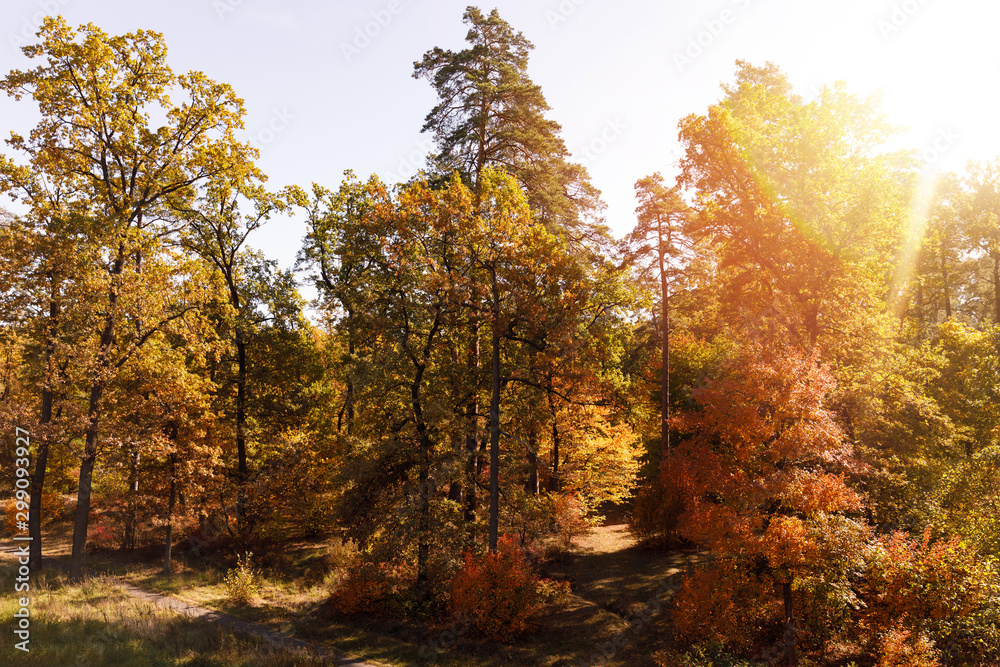 Fototapeta premium Sun, trees with yellow and green leaves in autumnal park at day