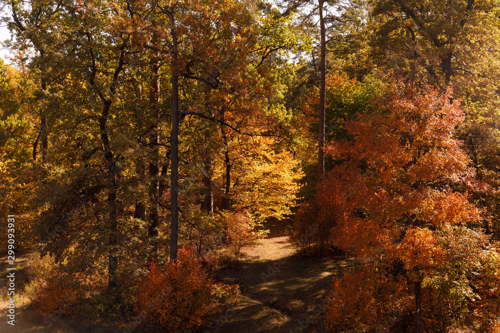 trees with yellow and green leaves in autumnal park at day trees with yellow and green leaves in autumnal park at day