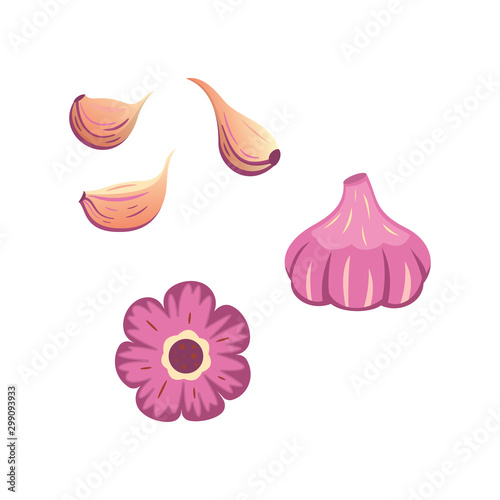 Half, slice and whole garlic isolated vector set. Vitamin vegetable set in cartoon style.