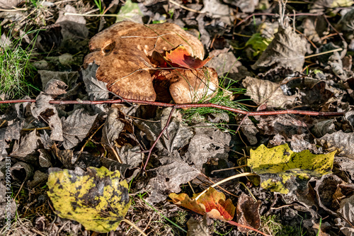 Brown mushroom in the autumn forest. Mushrooms close-up in dry fallen leaves in sunny autumn. photo