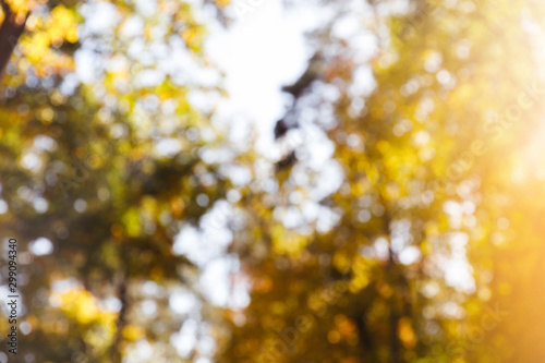 selective focus of trees with yellow and green leaves in autumnal park at day