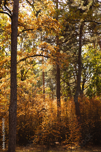 Trees with yellow and green leaves in autumnal park at day